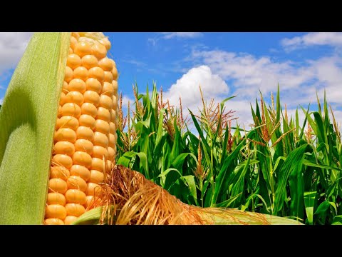 Importancia del maíz: su impacto en la cultura y la economía