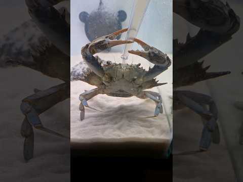 Injecting my crab with shrimp #pets #aquarium #crab