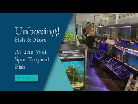 Unboxing at The Wet Spot Tropical Fish (New Specie And we’re back! Shot on location during a typical week here at the Wet Spot in NE Portland, OR. A 