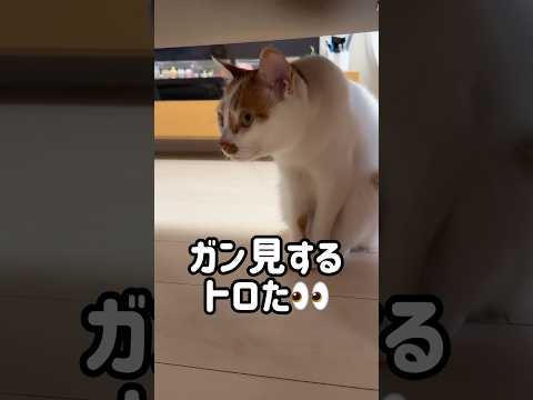 トロがガン見する先には…??? #shorts