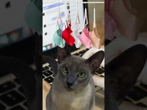 Crimes Anatomy: Caught on Camera: The Sock Bandit Cat!