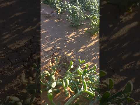 اماكن غريبة في الصحراء يوجد فيها الكمأ (الترفاس)#السعودية #wildlife #فقع