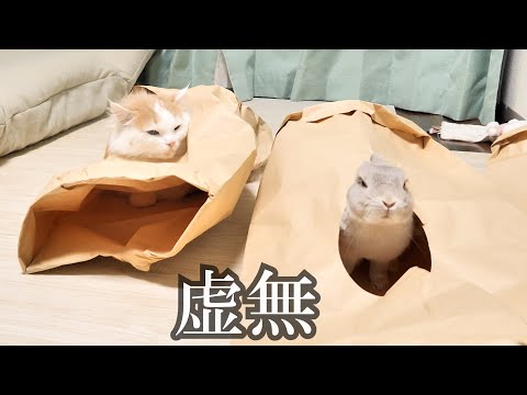 おもちゃ買ってあげたらすっごく楽しそうに遊んでくれてたのに、なんの脈絡もなく突然冷めるうさぎと猫がもう分からない