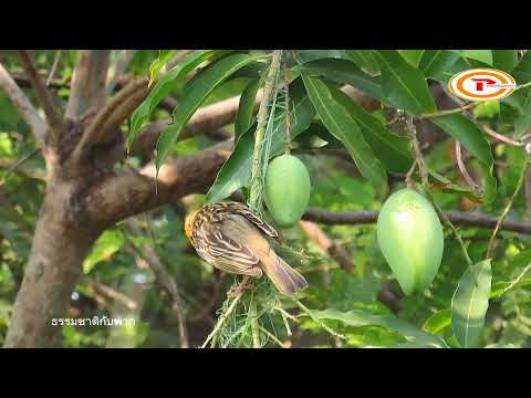 ที่ลูกมะม่วงก็ทำได้นกกระจาบสร