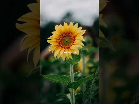 Halo by Prezioso feat. Harris & Ford & Shibui |WhatsApp status #whatsappstatus