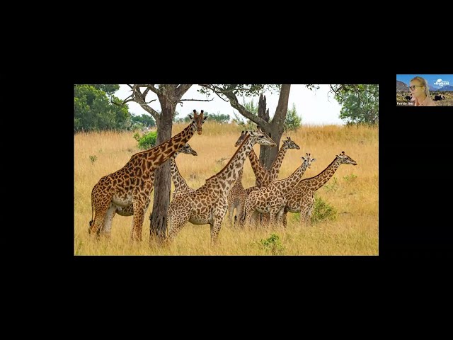Experience the wonders of Kenya's wildlife and conservation efforts from the comfort of your home! Join us for the World Elephant Day Virtual Safari in collaboration with Vaya Adventures and Canadian Geographic. In this exclusive tour, you'll explore World Elephant Day founder Patricia Sims's recent expedition to Kenya.  
Tune into this virtual safari and learn about the vital conservation work being done to protect these incredible creatures. 🌍🐘
Whether you're an animal lover, traveler, or conservation enthusiast, this virtual safari offers an unforgettable adventure while supporting global efforts to safeguard elephants and their habitats.
Don't forget to like, subscribe, and share to support elephant conservation! #WorldElephantDay #VirtualSafari #Kenya #VayaAdventures
For more information about Vaya Adventures please visit: vayaadventures.com/
For more information about Canadian Geographic please visit: canadiangeographic.ca/