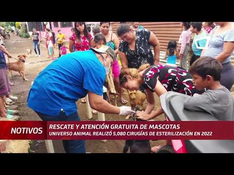 Universo Animal Nicaragua realiza rescate y atención gratuita de mascotas