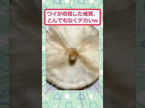 【2ch面白いスレ】ワイが収穫した椎茸、とんでもなくデカいww #2ch面白いスレ #2ch