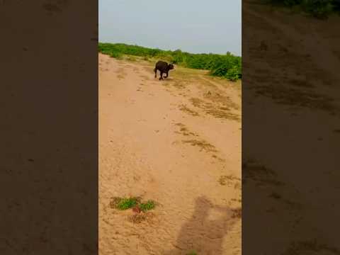 #shorts #banni #bull #😍😍❤️❤️