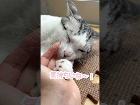 日向ぼっこ中の猫があまりにも可愛すぎる…#猫 #保護猫 #捨て猫