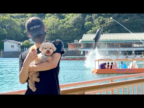 トイプードルと独身男が全力で夏を楽しんだ日