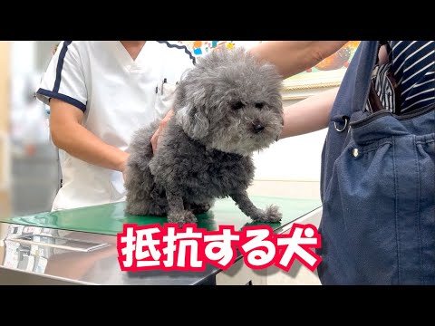注射がイヤで必死に抵抗する犬がこちらｗ