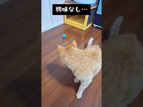 新しいオモチャはお気に召さなかったみたい…#猫 #cat
