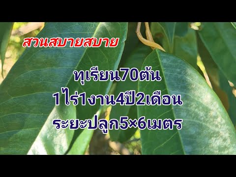 ทุเรียน70ต้นในพื้นที่1ไร่1งาน