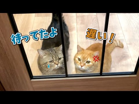 帰りが遅くなったらお腹を空かせた愛猫が怒って待っていました！
