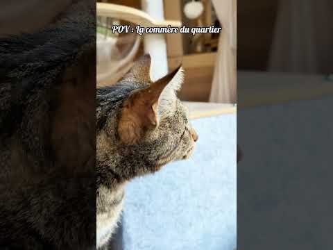 Toujours en première ligne pour observer les dramas du voisinage 👀