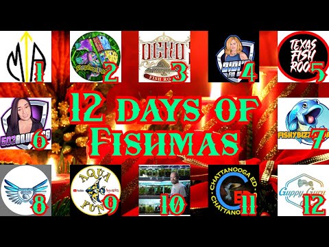 The 3rd Day of Fishmas with Rocko's Fish Room Merry Fishmas everyone, thank you so much for being some of the best friends a fish keep could have
