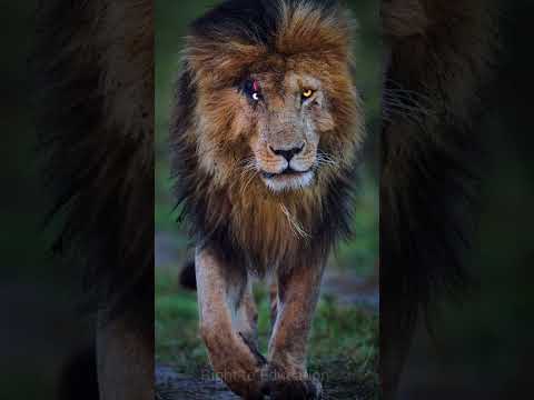 Even the king of the jungle was afraid of this king😱🤔#shorts #lion