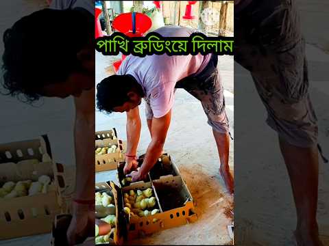 🐣পাখি ব্রডিংয়ে দিলাম🌿#shorts#shortvideo #shortsfeed #farming #chicken #pets #birds #villagelife