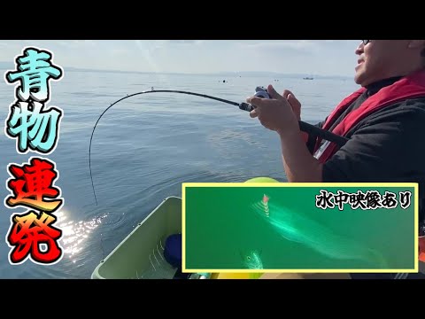 【陸奥湾ボート】青森陸奥湾で青物連発!!水中カメラに魚の群れが!!