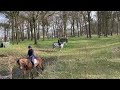 Eventing horse Eventing Paard