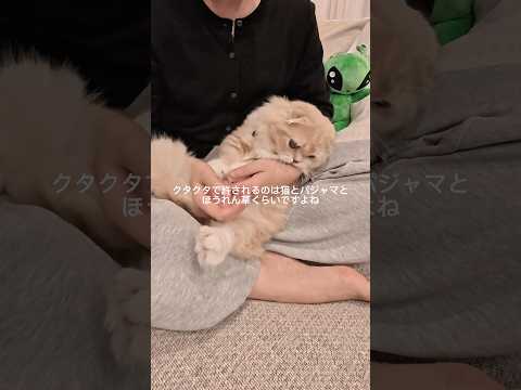 ふにゃふにゃクタクタな猫が可愛い #猫 #cat #スコティッシュフォールド