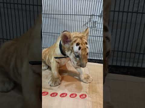 Tabby Tiger #tiger #reels #shorts