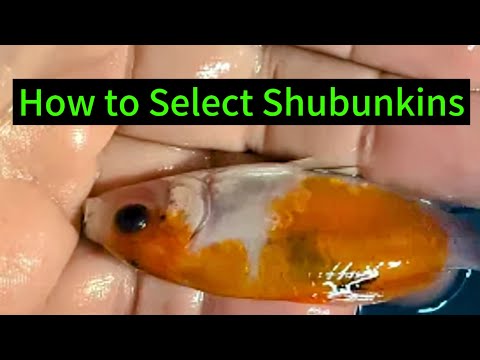 Shubunkin Goldfish.  What to look for. Which ones  #shubunkin #goldfish
#choosingshubunkin #whatfrytokeep 
Shubunkin Goldfish_ What to look for when se