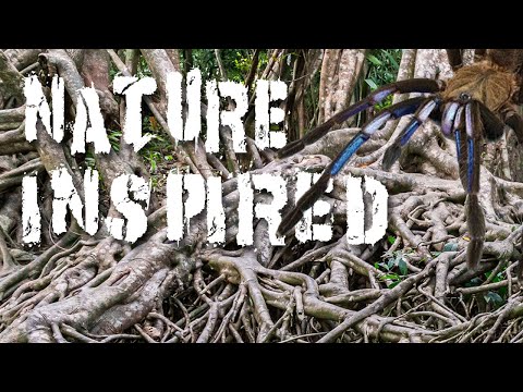 A beautiful Nature Inspired Enclosure for our Chil Today we setup another stunning tarantula from our order we recently received from Truly Tarantulas.