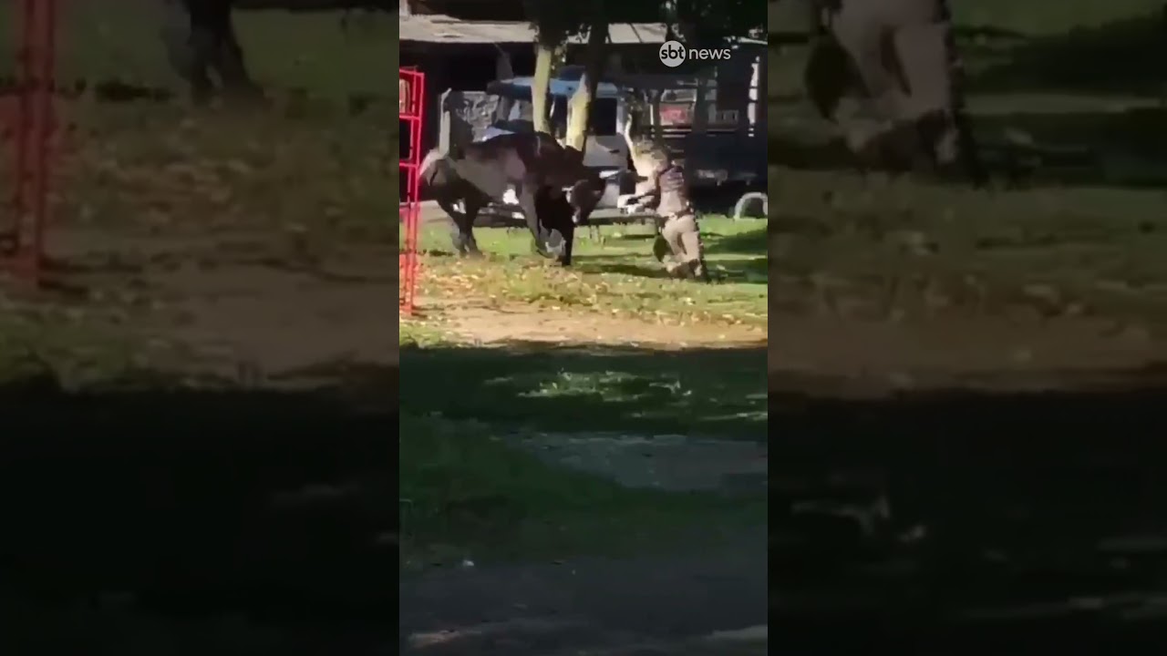 Touro é abatido após atacar pedestres e policiais em Porto Alegre TV Online Touro é abatido após atacar pedestres e policiais em Porto Alegre