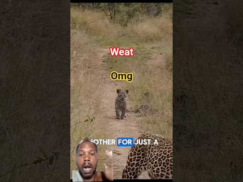 tiger attack #short #animals #shortvideo #youtubeshorts #shortsfeed #wildlifeentertainment