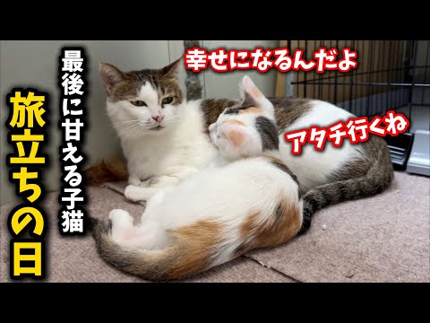 猫の動画サムネイル - 婆ちゃん猫の事が大好きな子猫が幸せへと旅立ちました