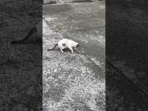 😱Cat🐈‍⬛&🐍Snake Fight😱#shorts#ytshorts#youtubeshorts#viral#reels#shortsfeed#explore#trending#song#fun