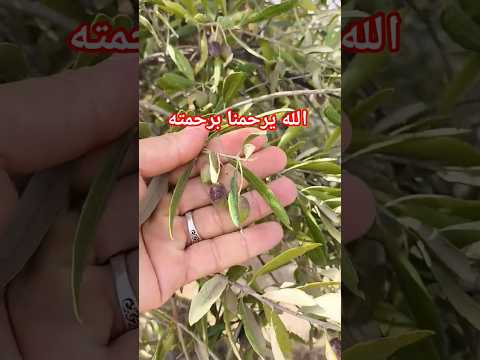 الله يرحمنا برحمته #explorepage #fypage #foryoureels #foryoupage #funny #trending #trend #usa #maroc