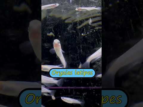 Micro Fish Monday #smallfishes #microfish #