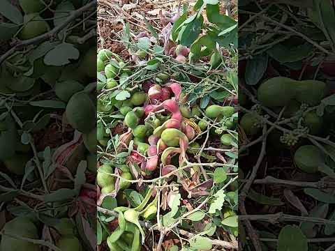Kodikalikai