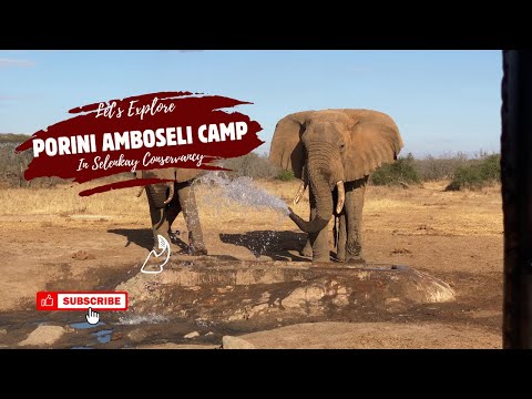 Porini Amboseli Camp Experience | Stay in Award-Winning Selenkay Conservancy