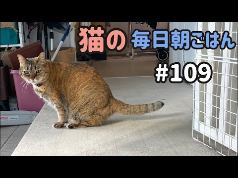 猫の毎日朝ごはん生配信！【#cat 109】 2026.7.8