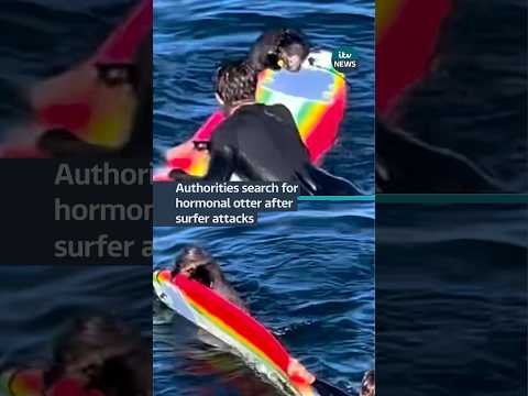 Otter bites surfboard and tries to swim off with it #itvnews #news #california #otter
