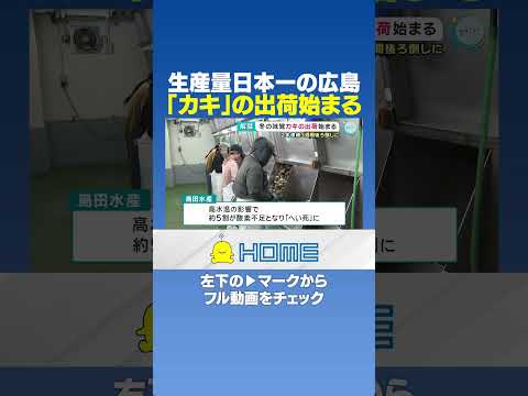 【牡蠣】生産量日本一の広島｜「カキ」の出荷始まる #Shorts