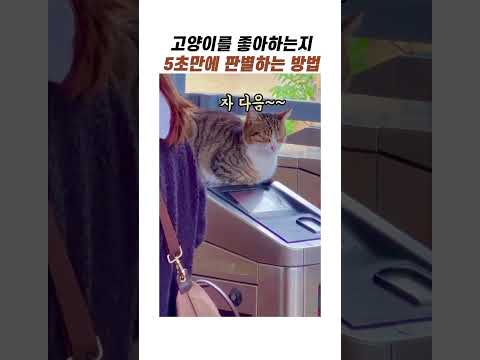 고양이를 좋아하는지 판별하는 방법 #길고양이 #야옹이 #냥이