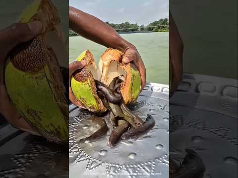 সামুদ্রিক হাঙ্গর আক্রমণ করে না কেন | Sea shark