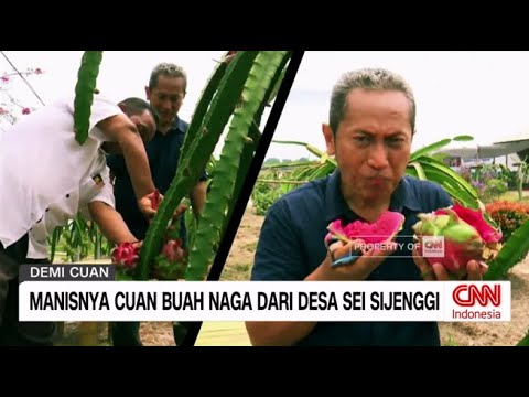 Manisnya Cuan Buah Naga dari Desa Sei Sijenggi