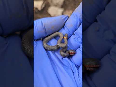 Found a baby Prairie Ringneck while working in the 