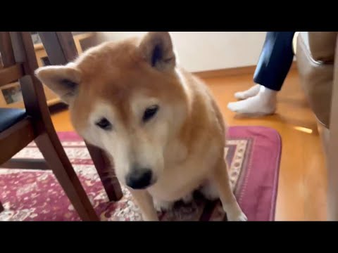 柴犬福の愛らしい瞬間：第一ガムをもらう笑顔と癒やしのひととき サムネイル