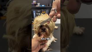 動画サムネイル