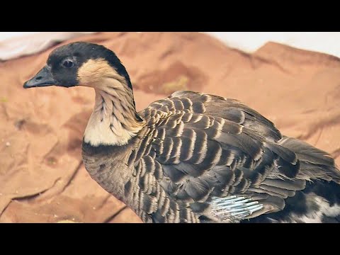How Did an Endangered Hawaiian Goose End Up in California?