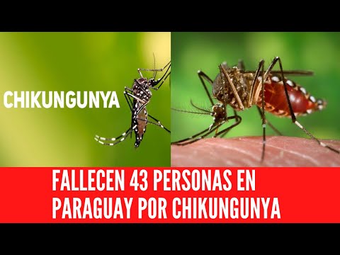 FALLECEN 43 PERSONAS EN PARAGUAY POR CHIKUNGUNYA