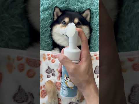 Cuộc sống là đây chứ đâu, sướng như chó là có thật #shiba