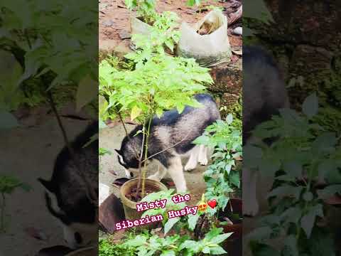 Misty the Siberian Husky❤️❤️